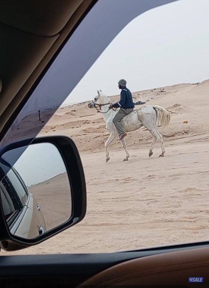 للبيع حصان واهو0