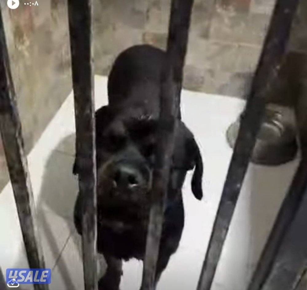 بيعه سريعه1