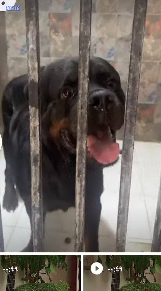 بيعه سريعه0