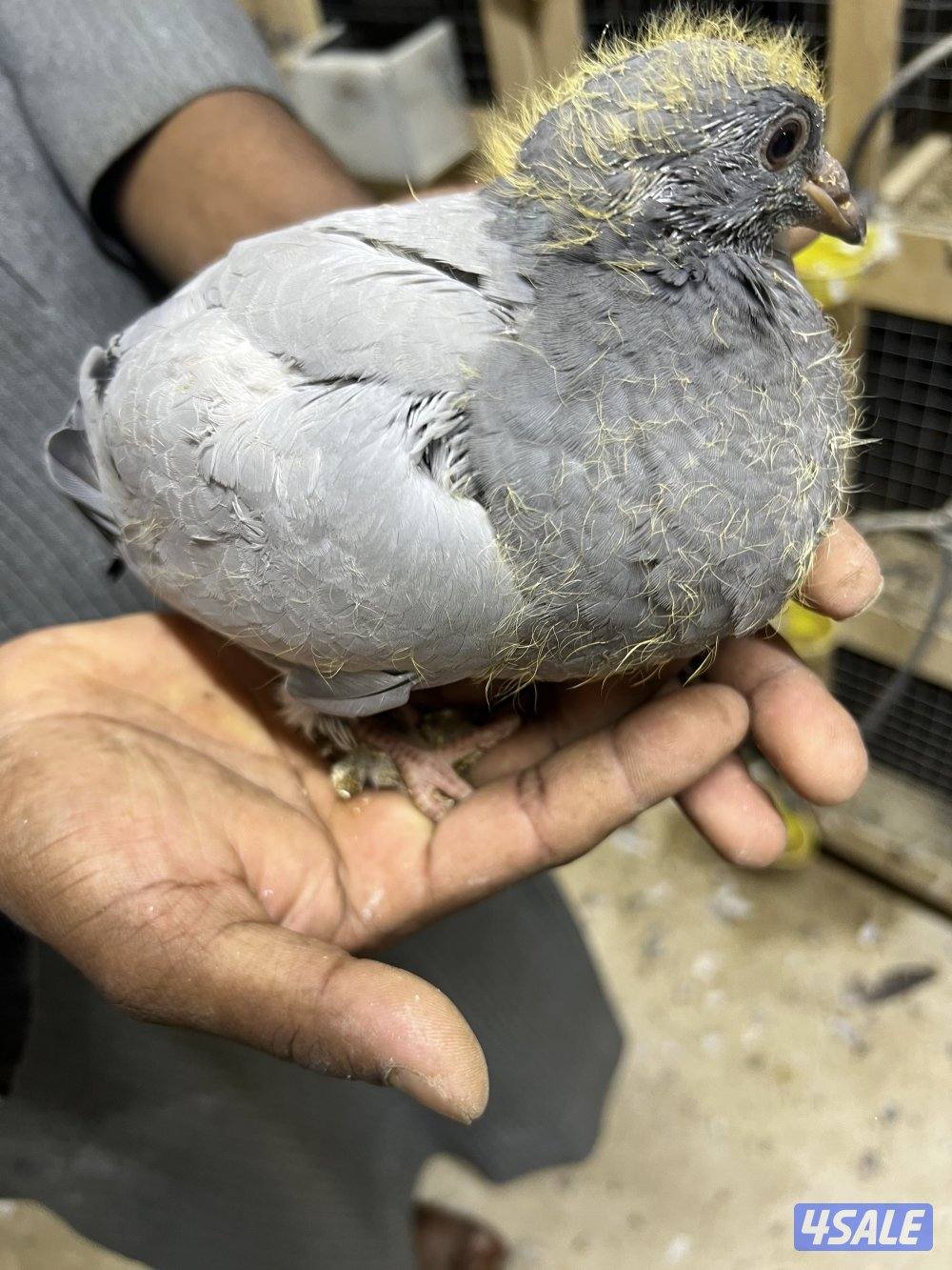 للبيع: فروخ زاجل + بط مصري للاكل1