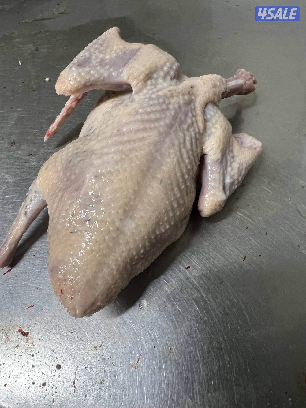 للبيع: فروخ زاجل + بط مصري للاكل2