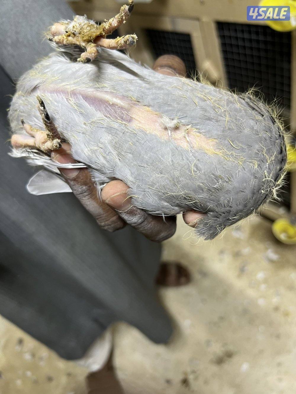 للبيع: فروخ زاجل + بط مصري للاكل3