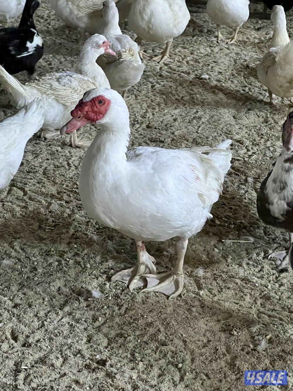 للبيع: فروخ زاجل + بط مصري للاكل4