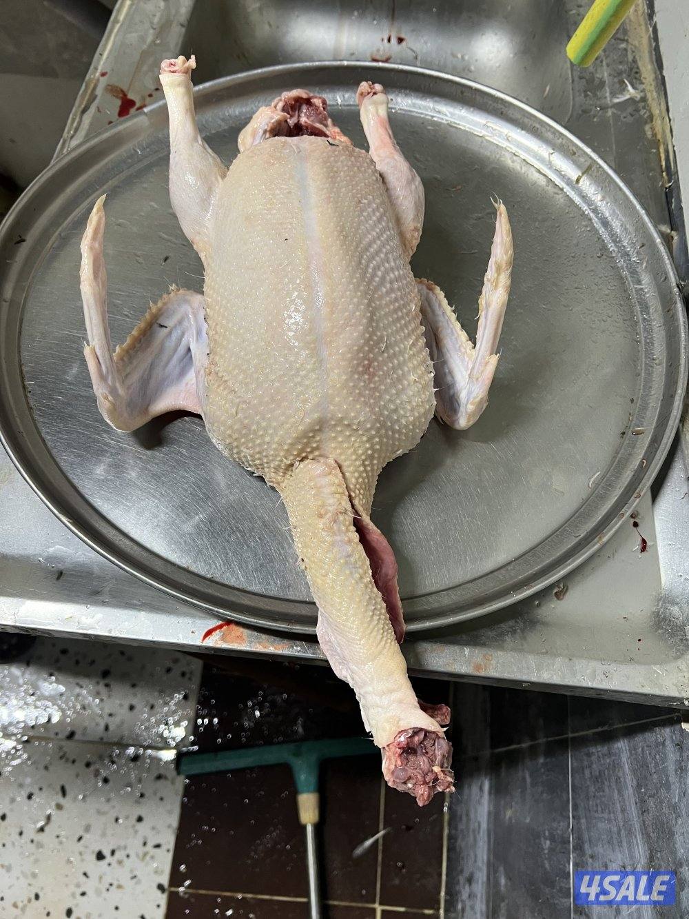 للبيع: فروخ زاجل + بط مصري للاكل5