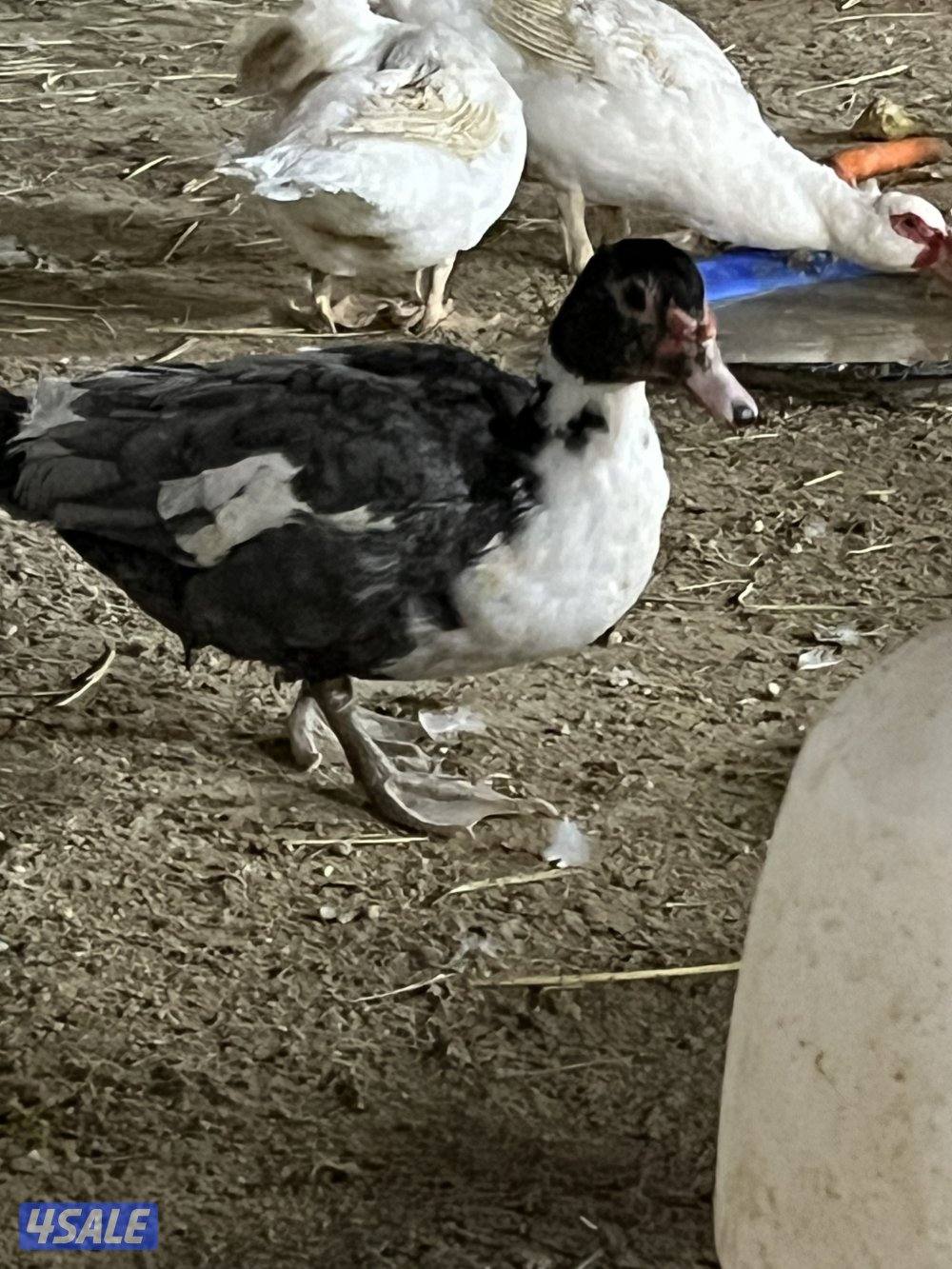 للبيع: فروخ زاجل + بط مصري للاكل6