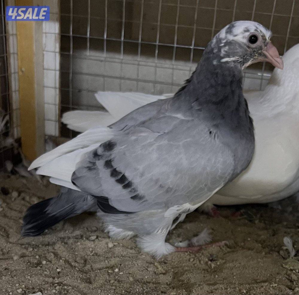 للبيع: فروخ زاجل + بط مصري للاكل0