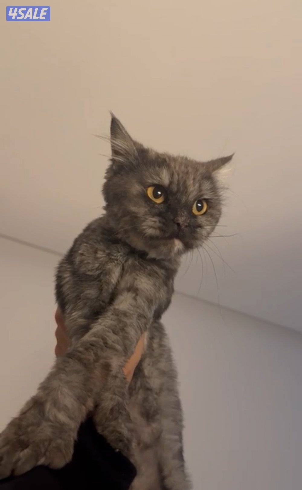 For adoption قطه للتبني عمرها سنتين/ اوصلها لكم اي منطقه0