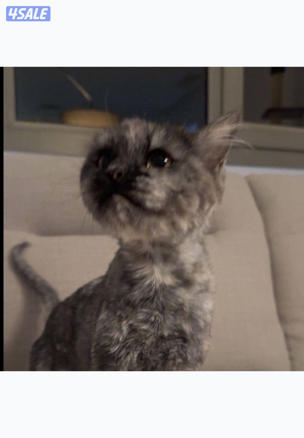 For adoption قطه للتبني عمرها سنتين/ اوصلها لكم اي منطقه1