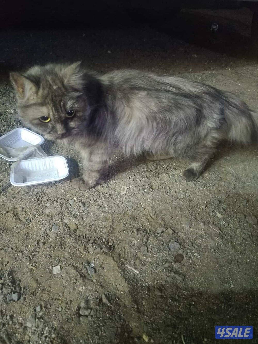 For adoption قطه للتبني عمرها سنتين/ اوصلها لكم اي منطقه2