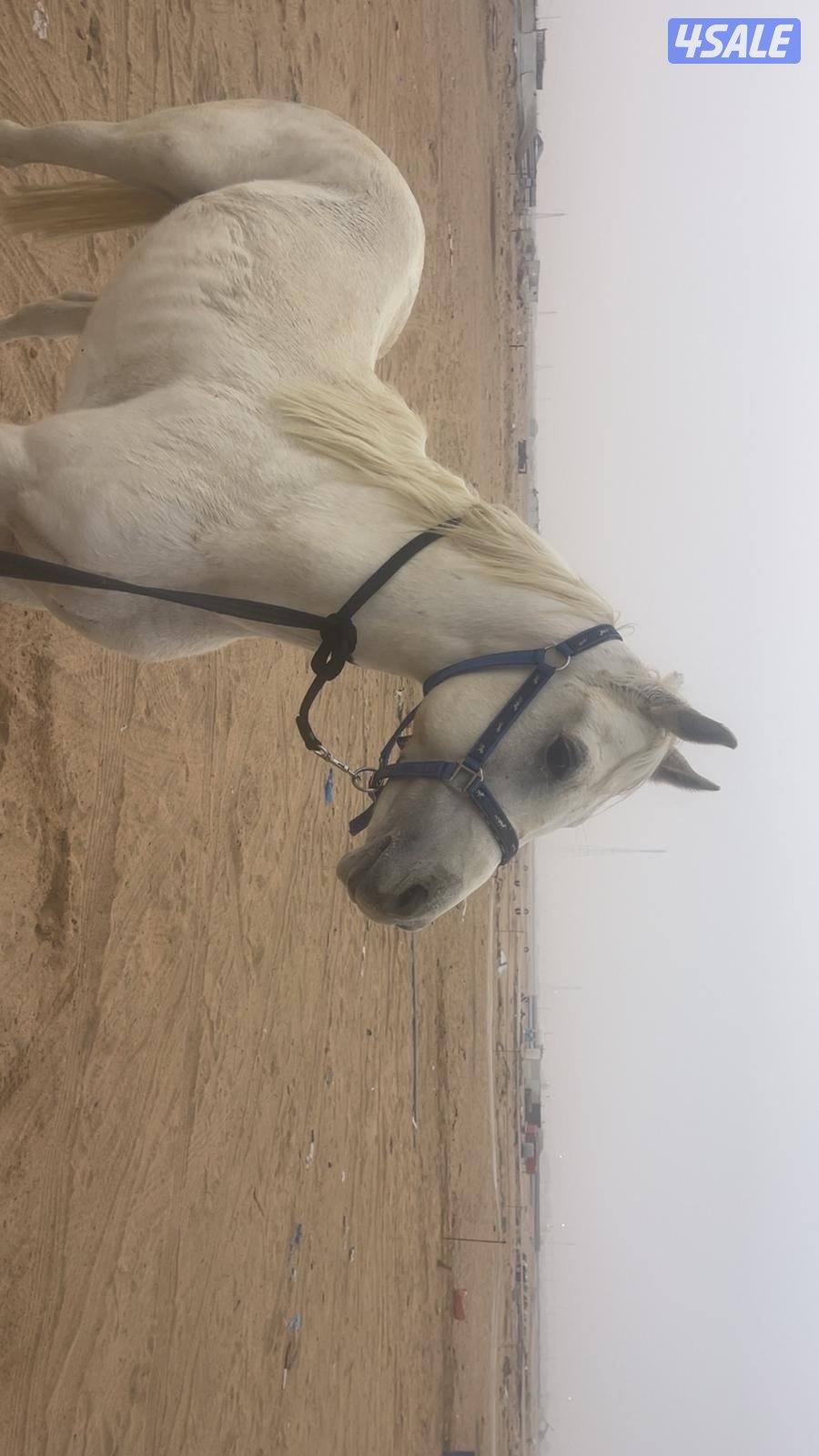 حصان شرط السلم تحويل مواليد 21 يركبه الصغير والكبير1