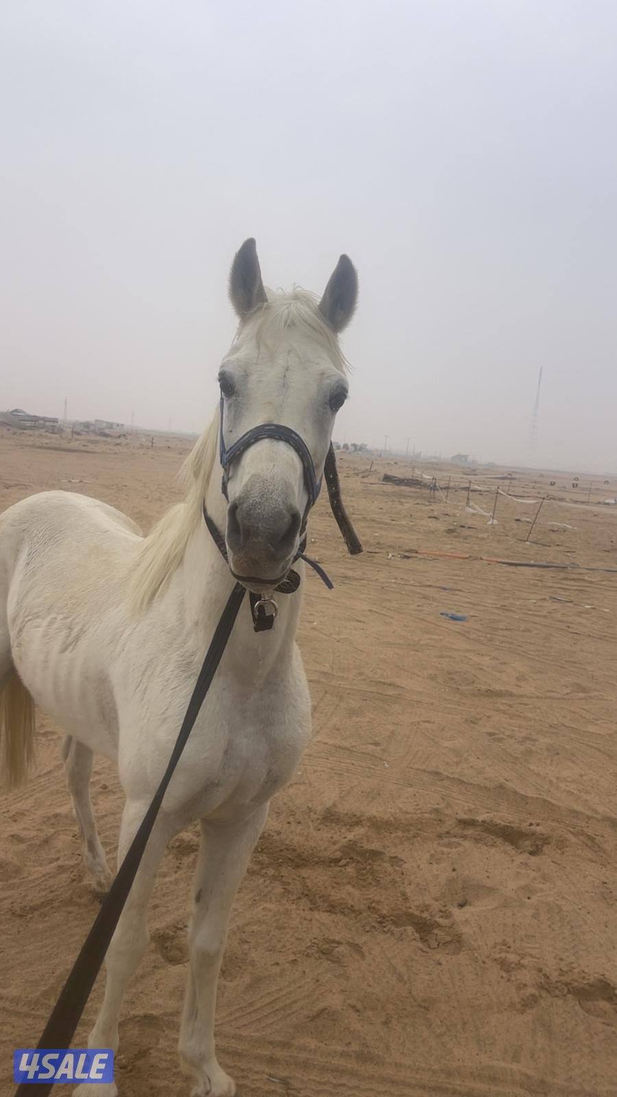 حصان شرط السلم تحويل مواليد 21 يركبه الصغير والكبير0