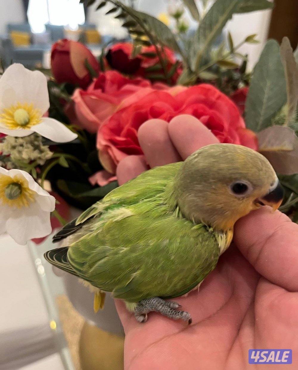 فروخ لوف بيرد1