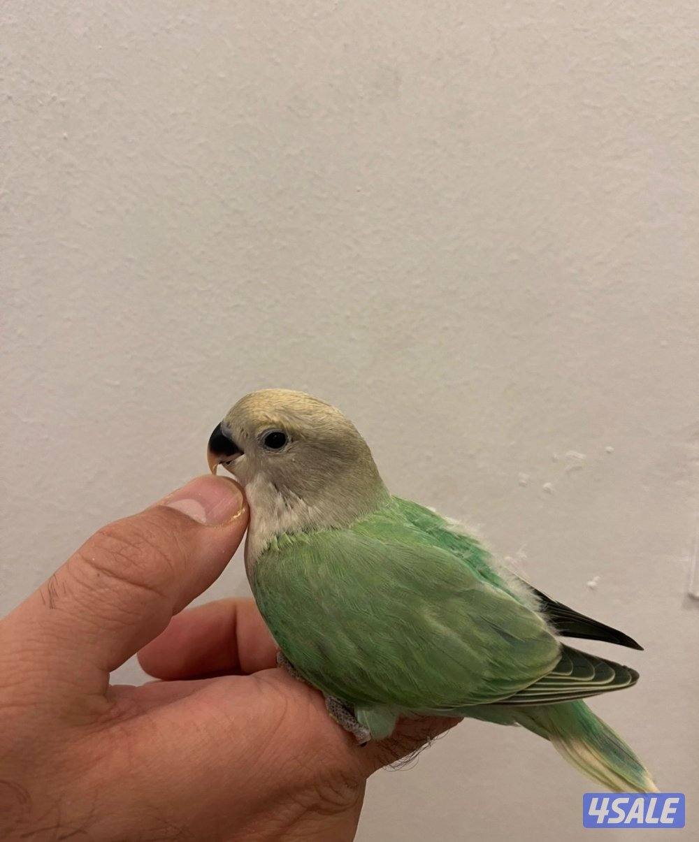 فروخ لوف بيرد2