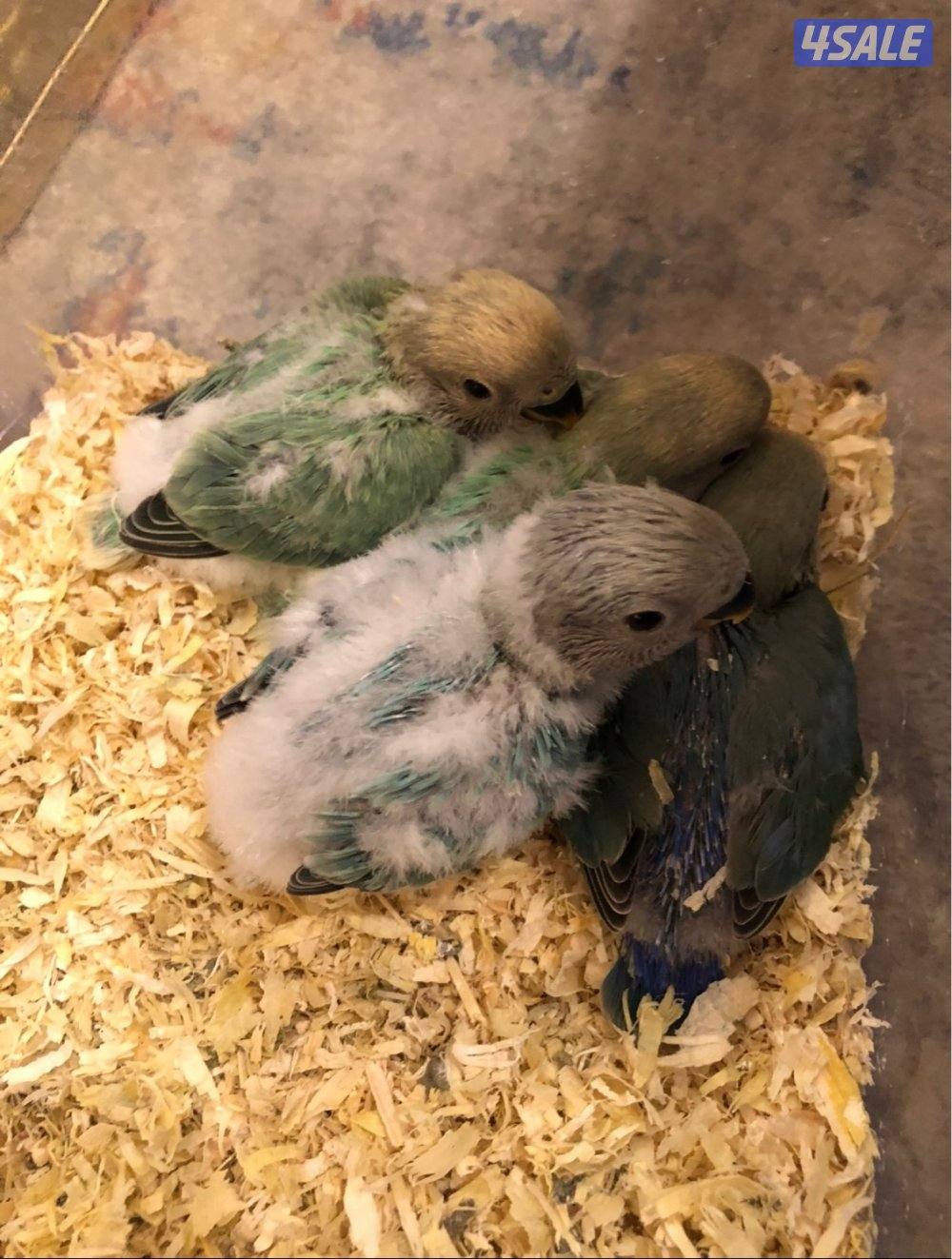 فروخ لوف بيرد3