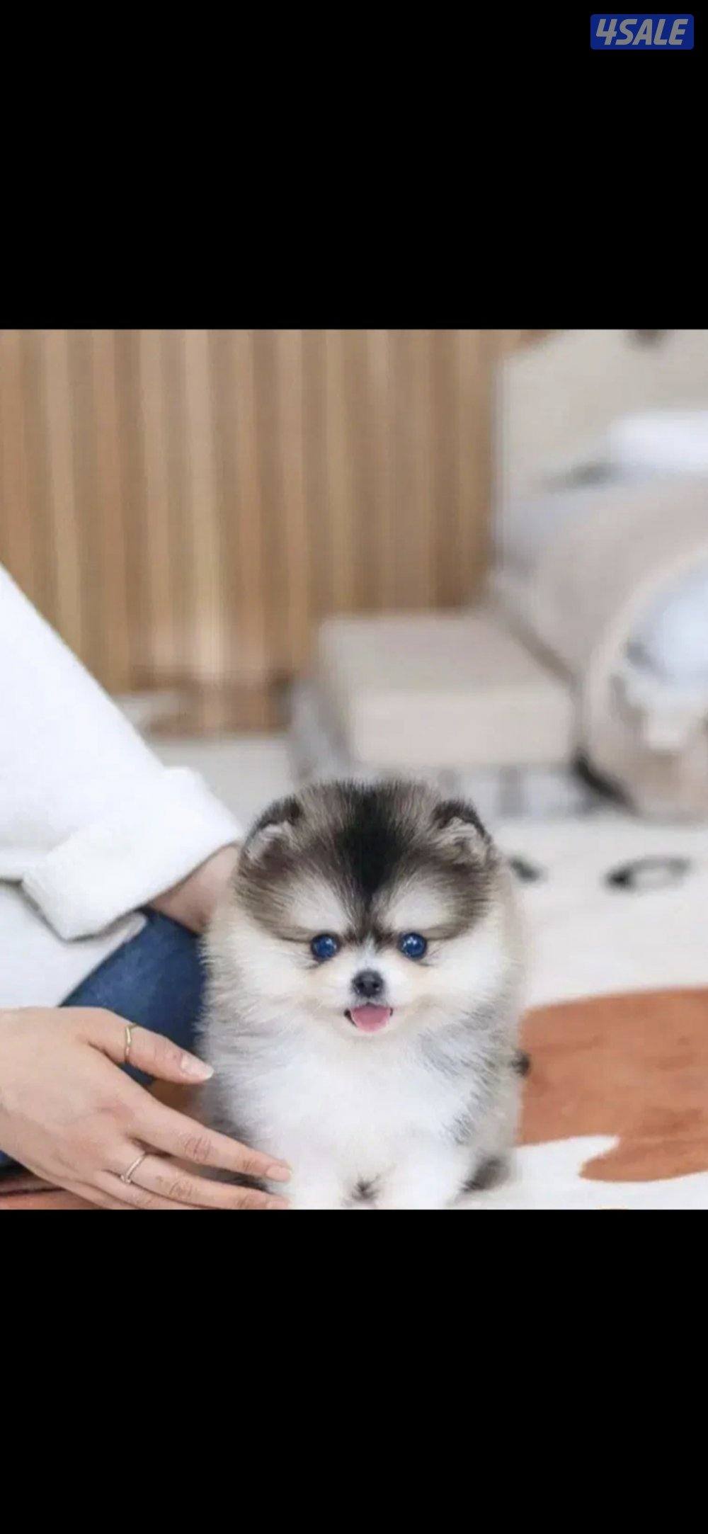 بومريان تيدي بير تي كب لون باندا نادر لمحبيين التميز0