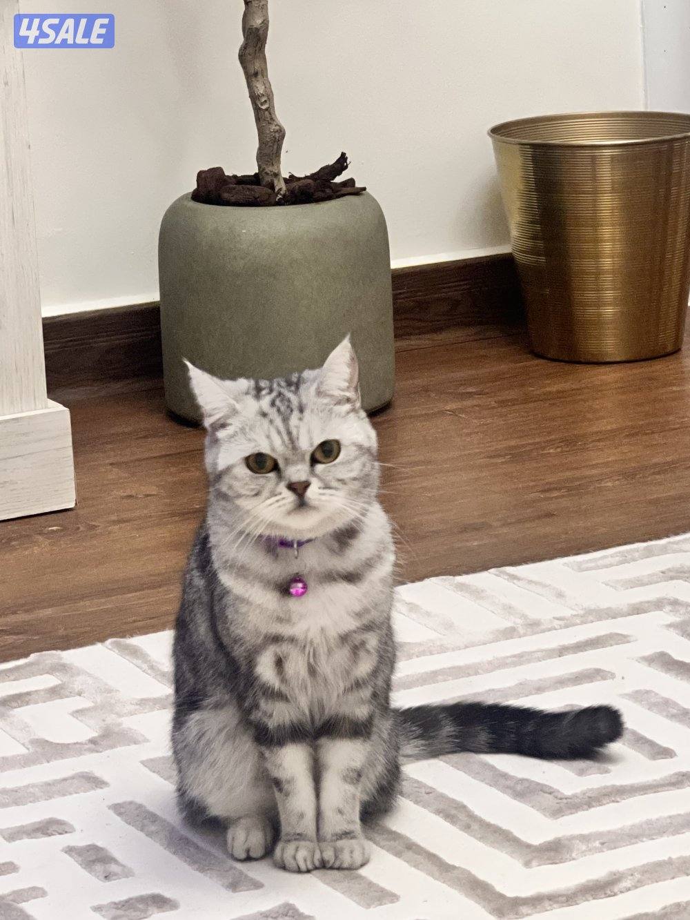 قطه سكوتش للتبني0