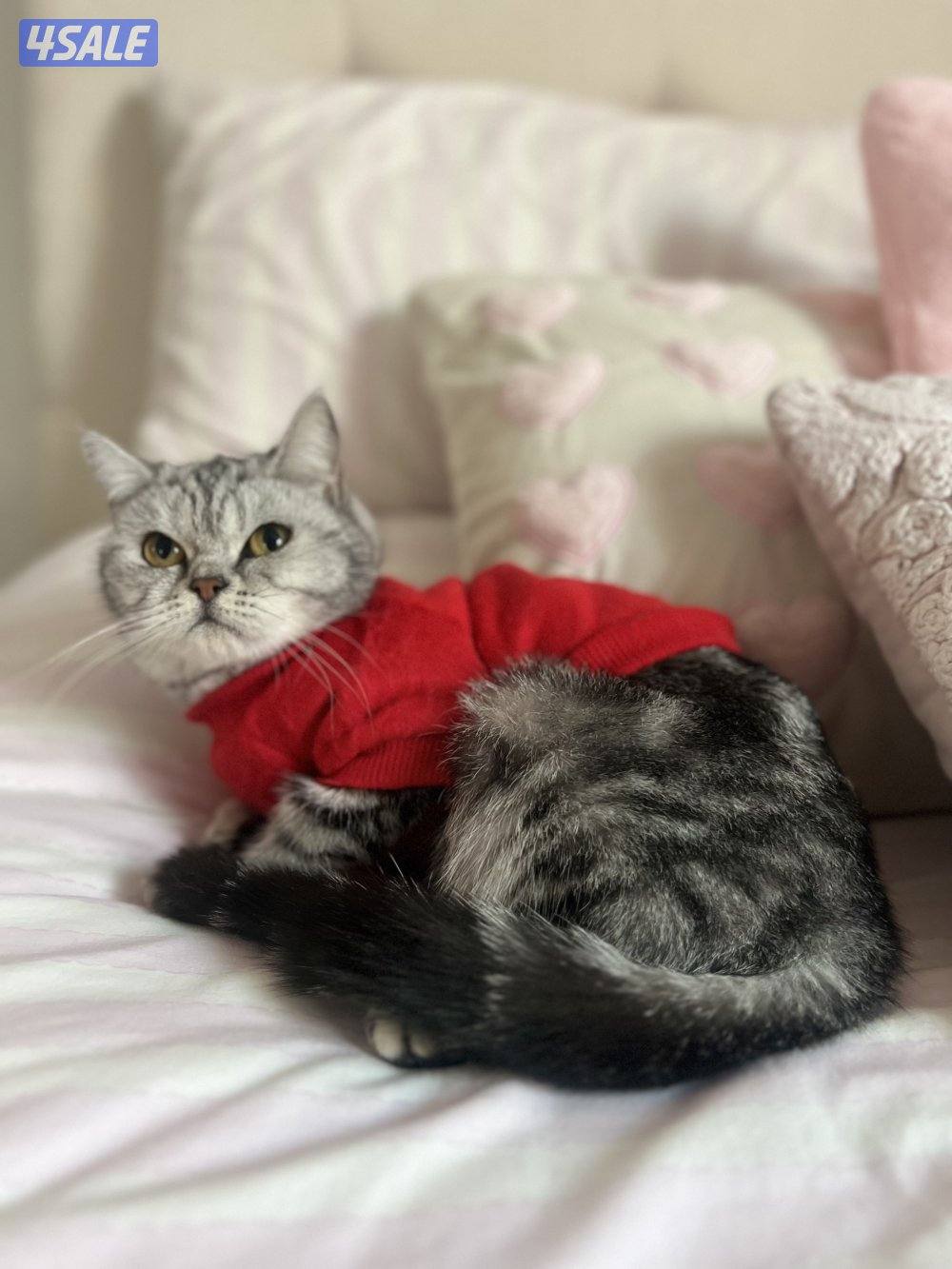 قطه سكوتش للتبني1