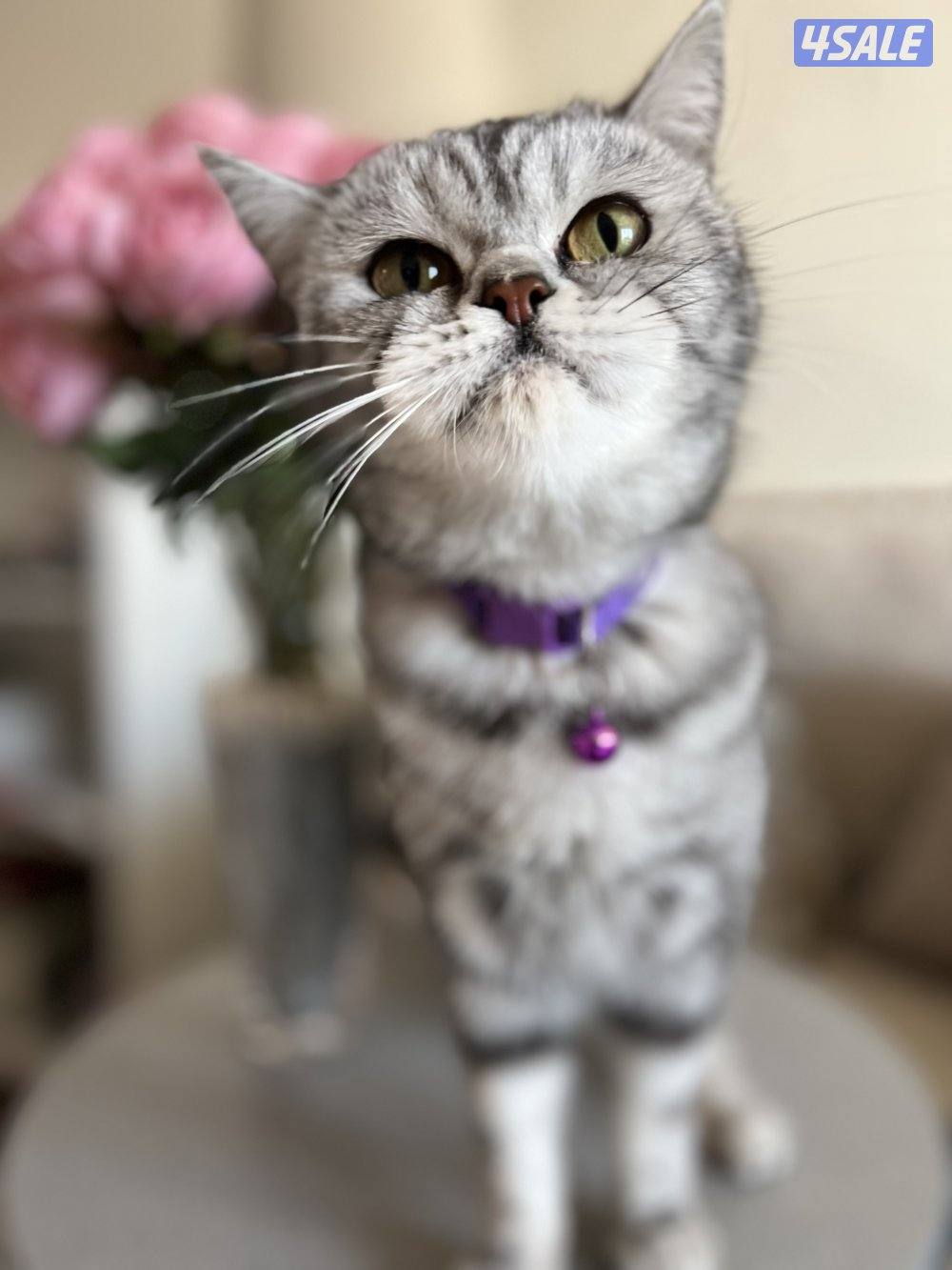 قطه سكوتش للتبني2