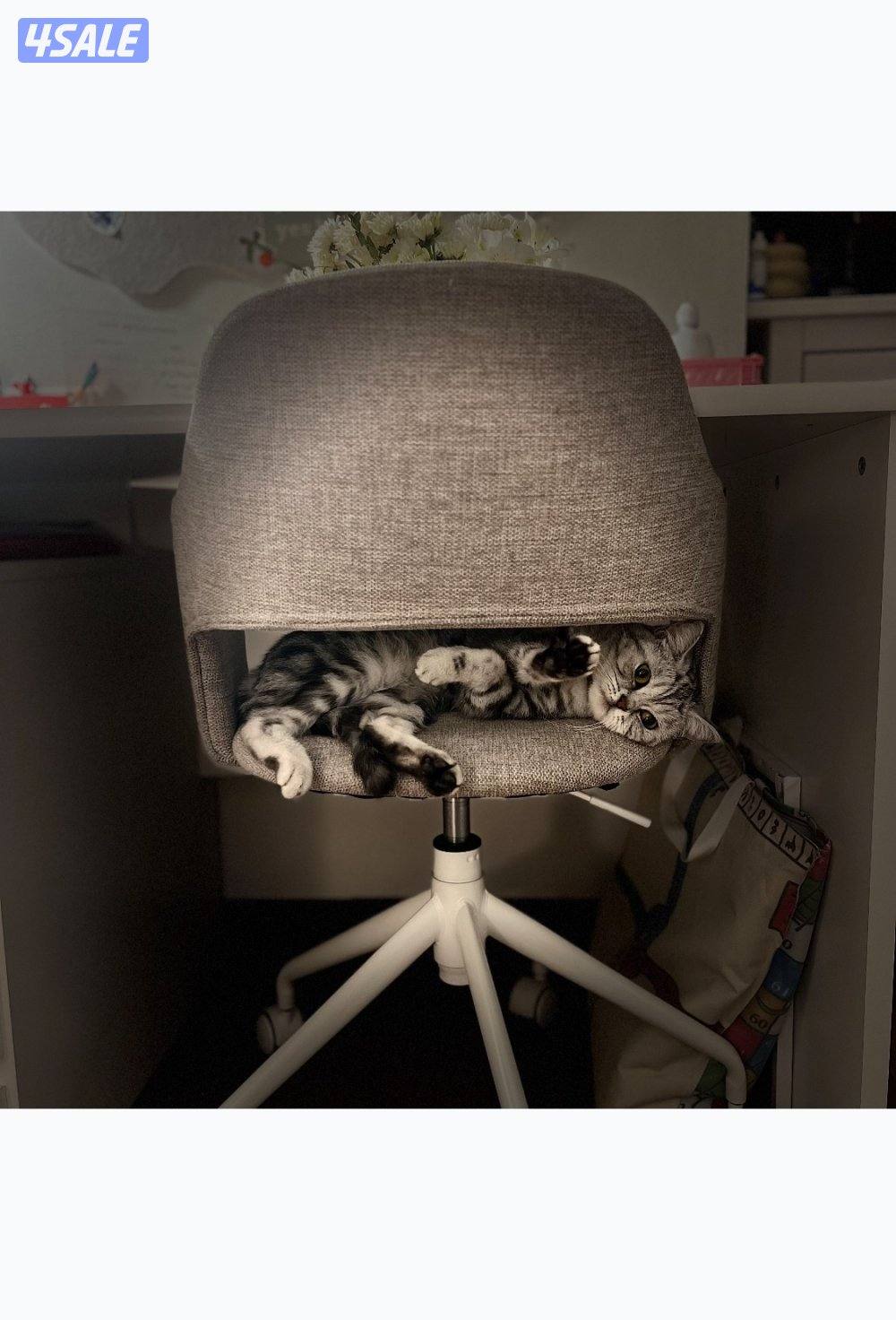 قطه سكوتش للتبني3