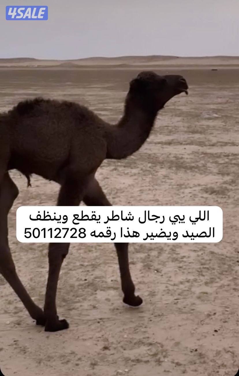 جيدة جدا في العمل0