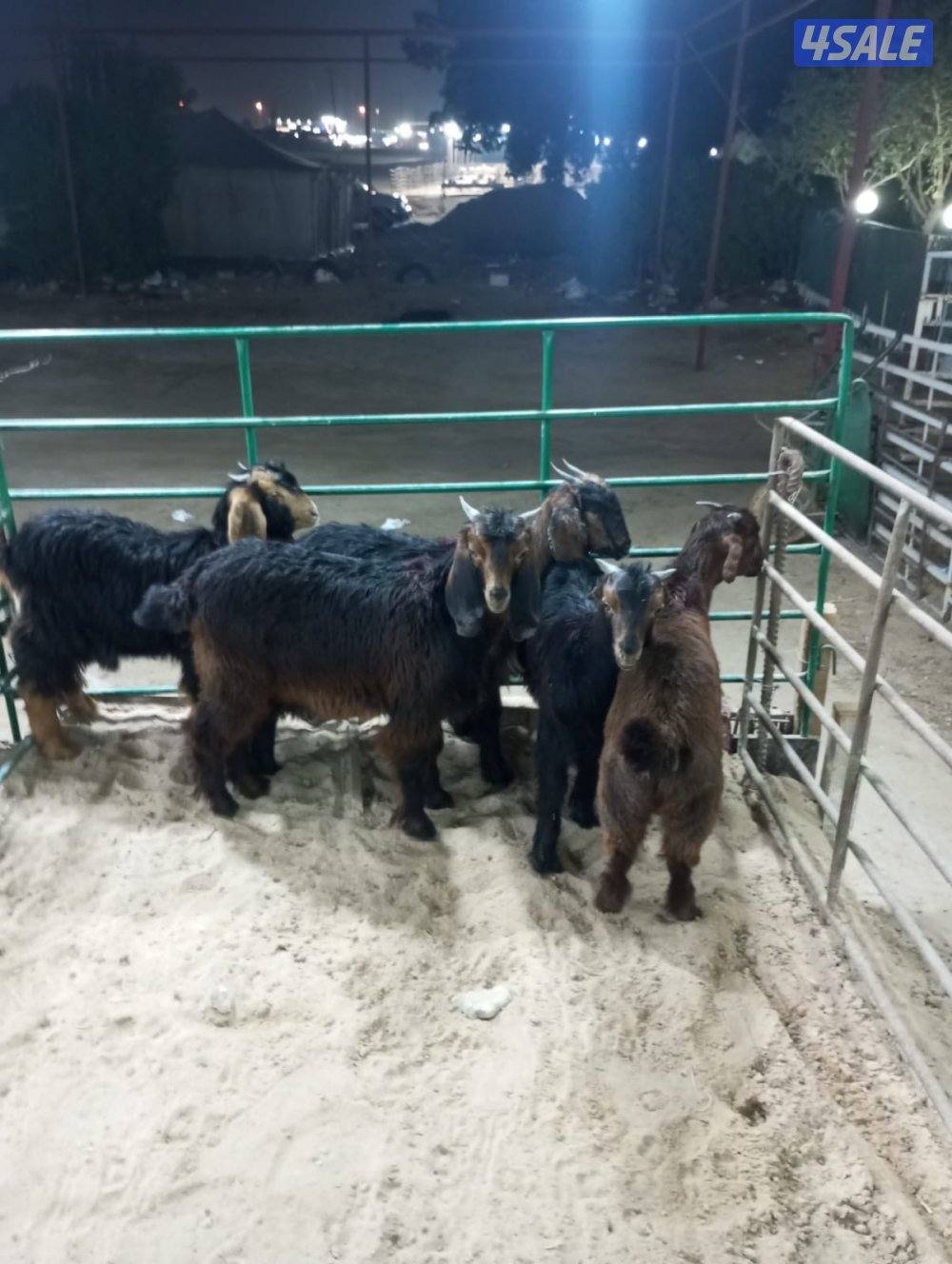 تيوس منادي طيبه بالفيديو1