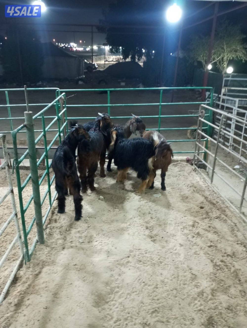 تيوس منادي طيبه بالفيديو2