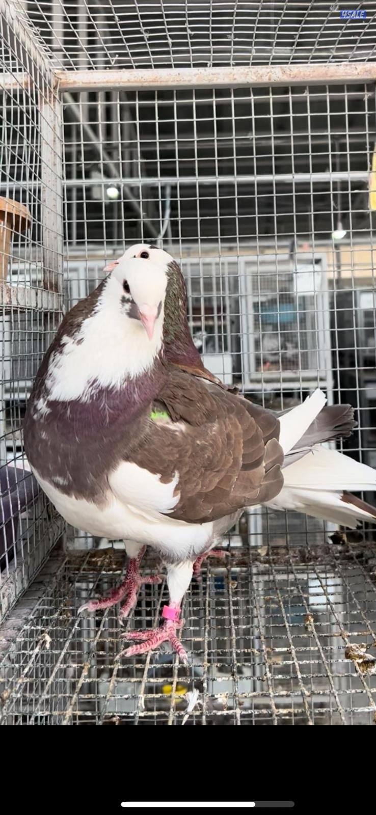 للبيع طبات ابرق بيور 🇫🇷 الاهالي ختم الشركة الفرنسية دم صافي0