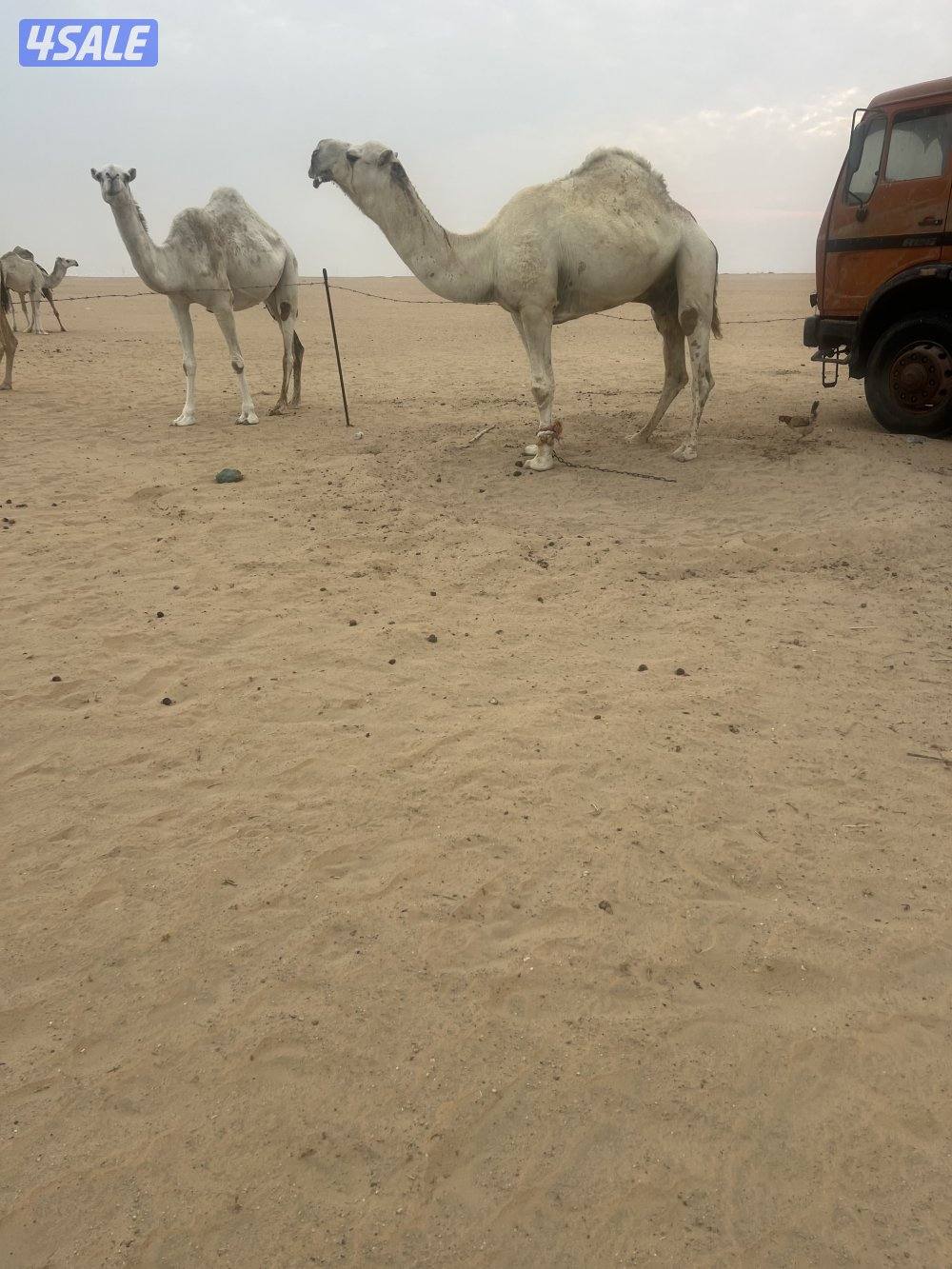للبيع بعير0