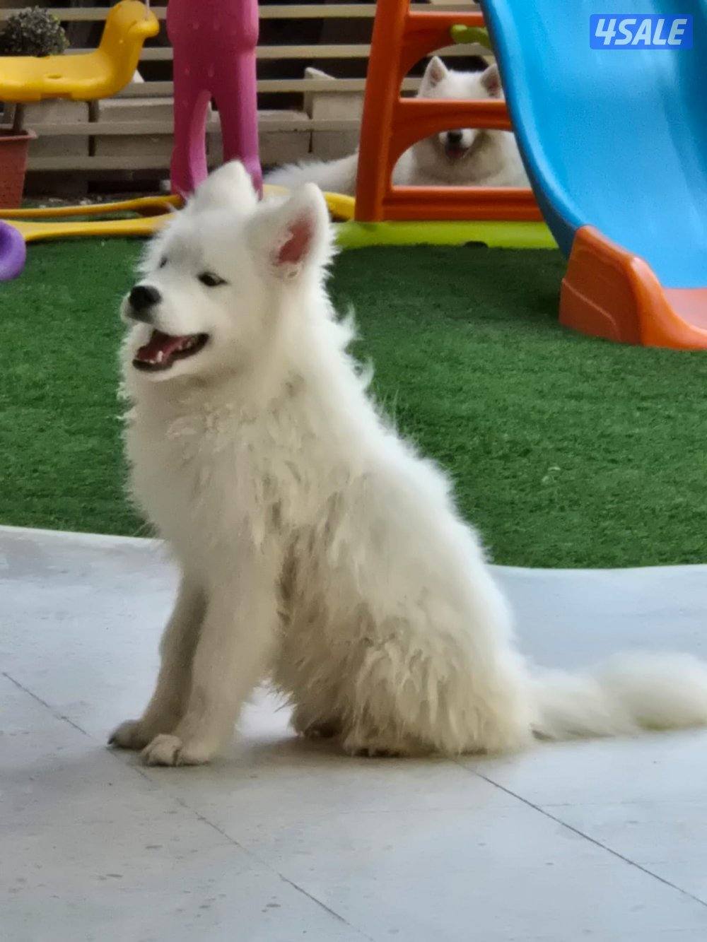 White Husky for sale - هاسكي أبيض للبيع0