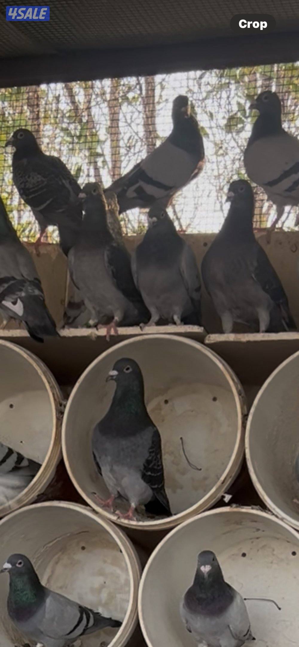 للبيع حمام زاجل هدد مفاريد1