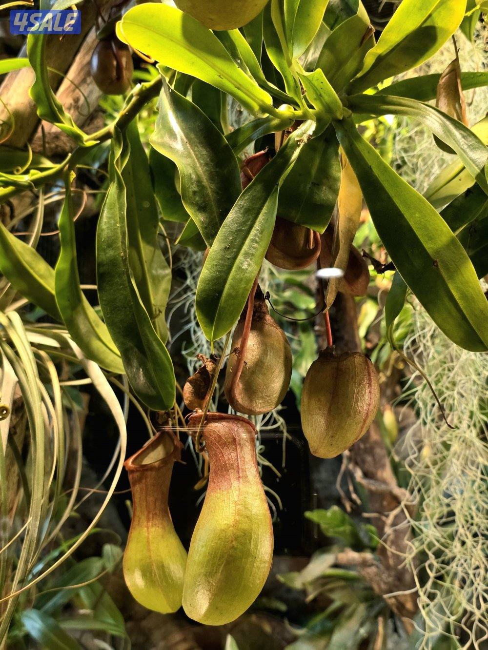 معلم احياء ثانوي0