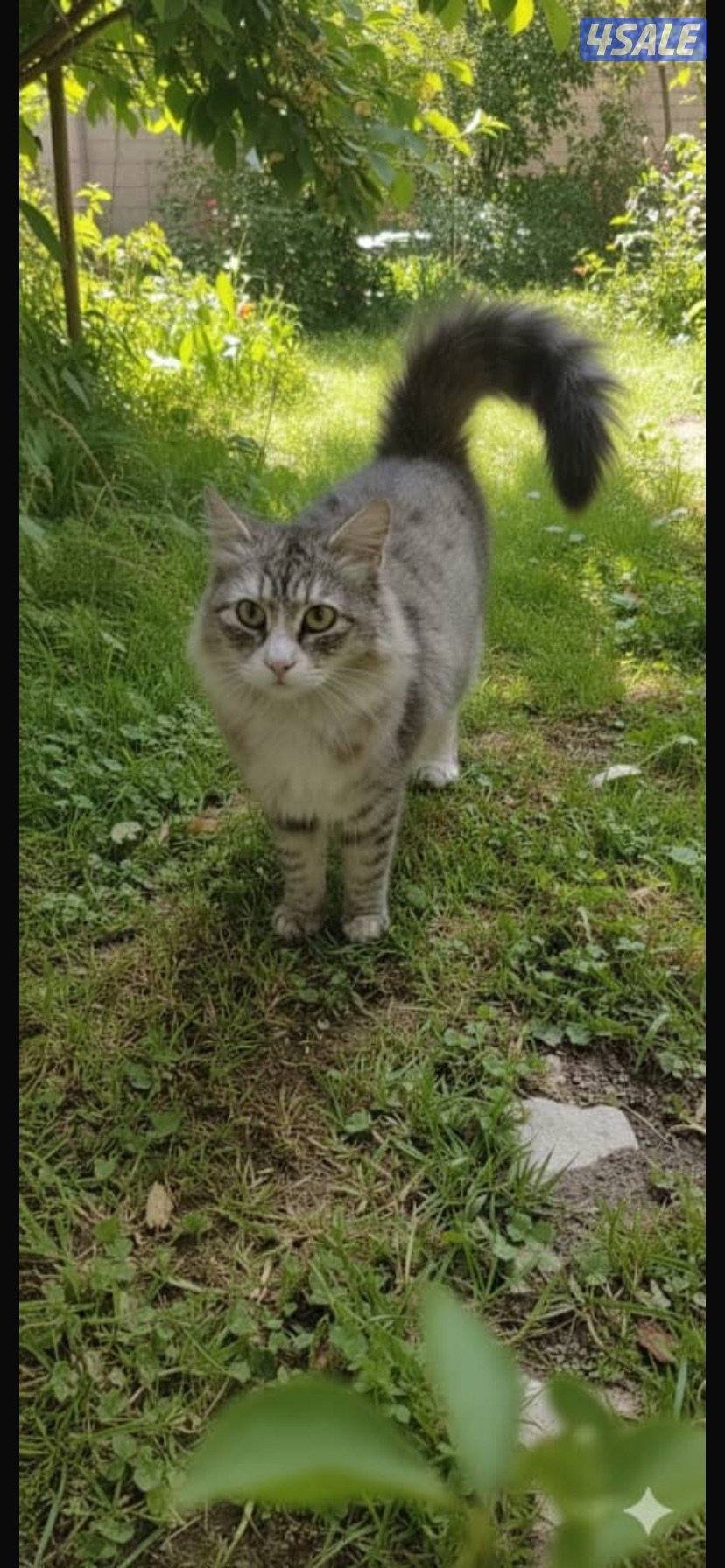 ثلاث قطط لتبني1