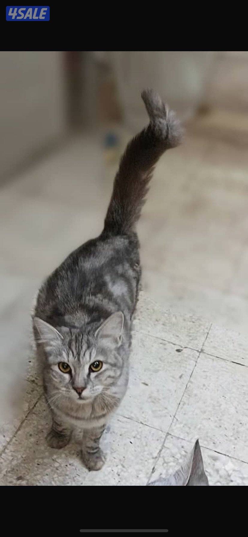 ثلاث قطط لتبني2