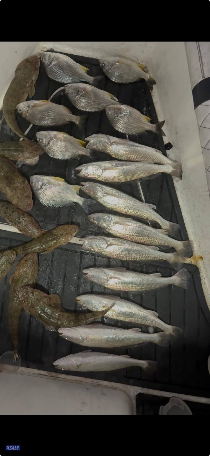 نوخذه كويتي حداق جسر جابر والجون وتعليم الحداق والجق ولفاح2