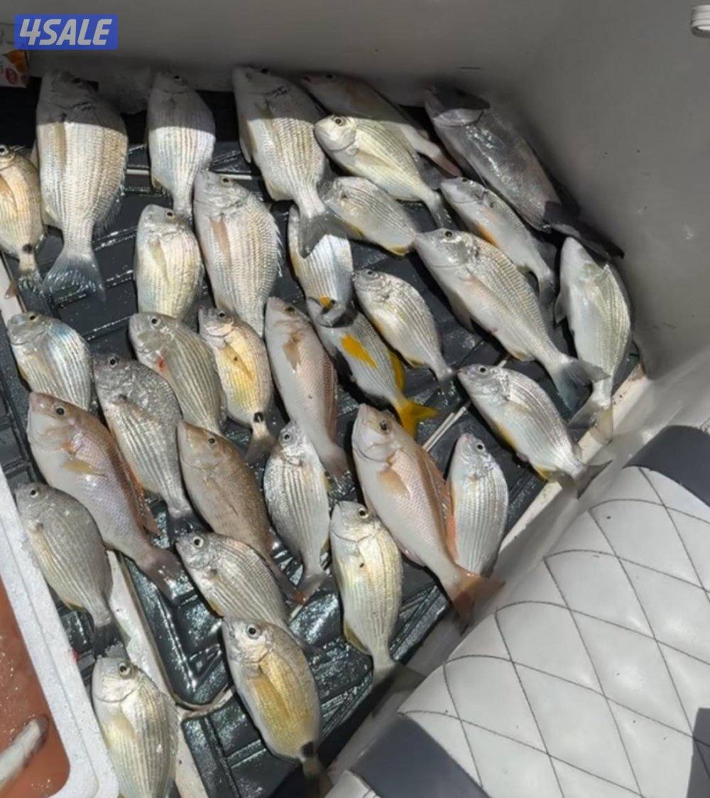 نوخذه كويتي حداق جسر جابر والجون وتعليم الحداق والجق ولفاح8