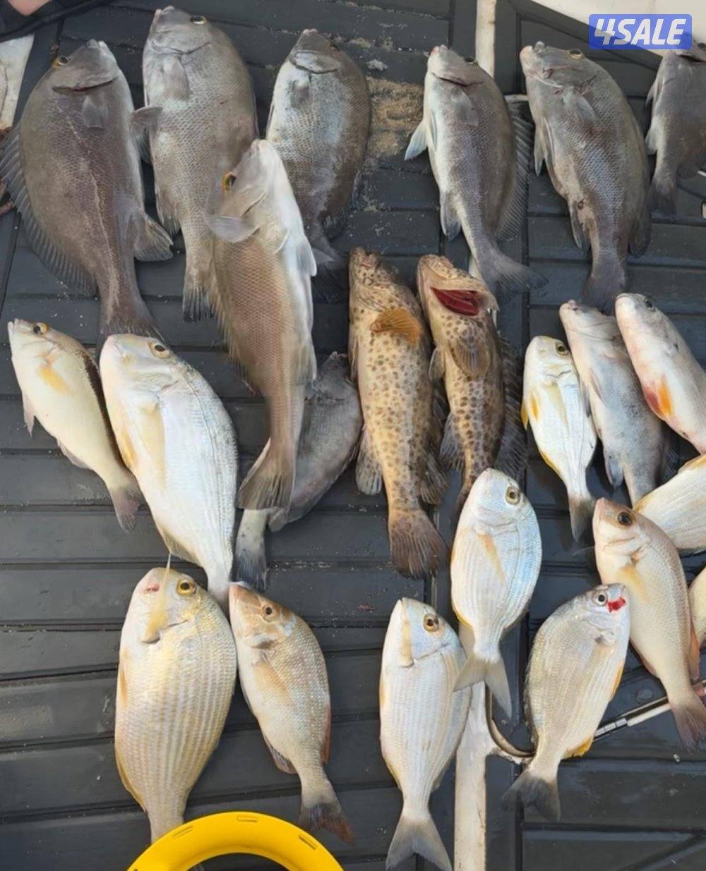 نوخذه كويتي حداق جسر جابر والجون وتعليم الحداق والجق ولفاح11