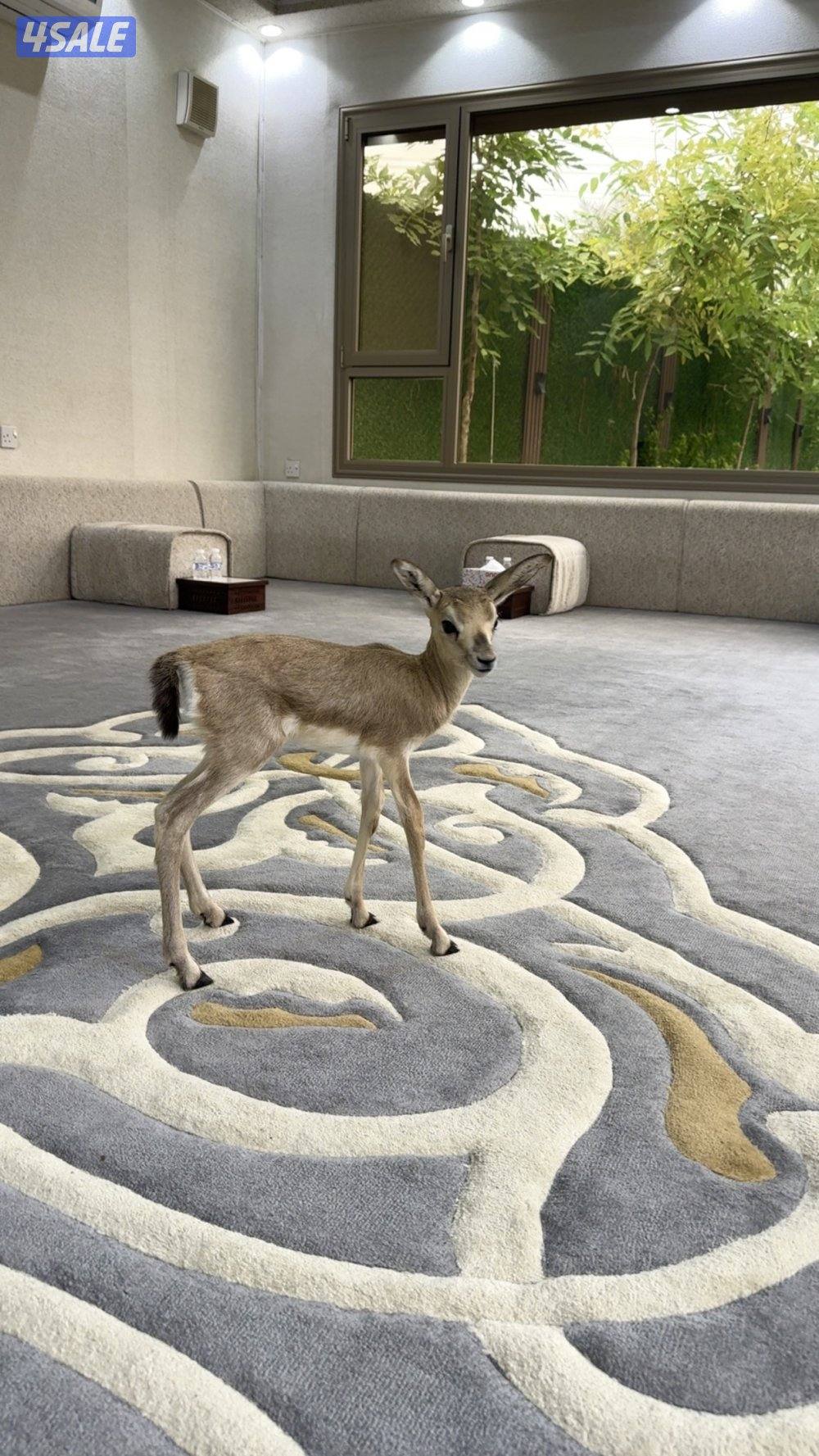 غزال الريم0