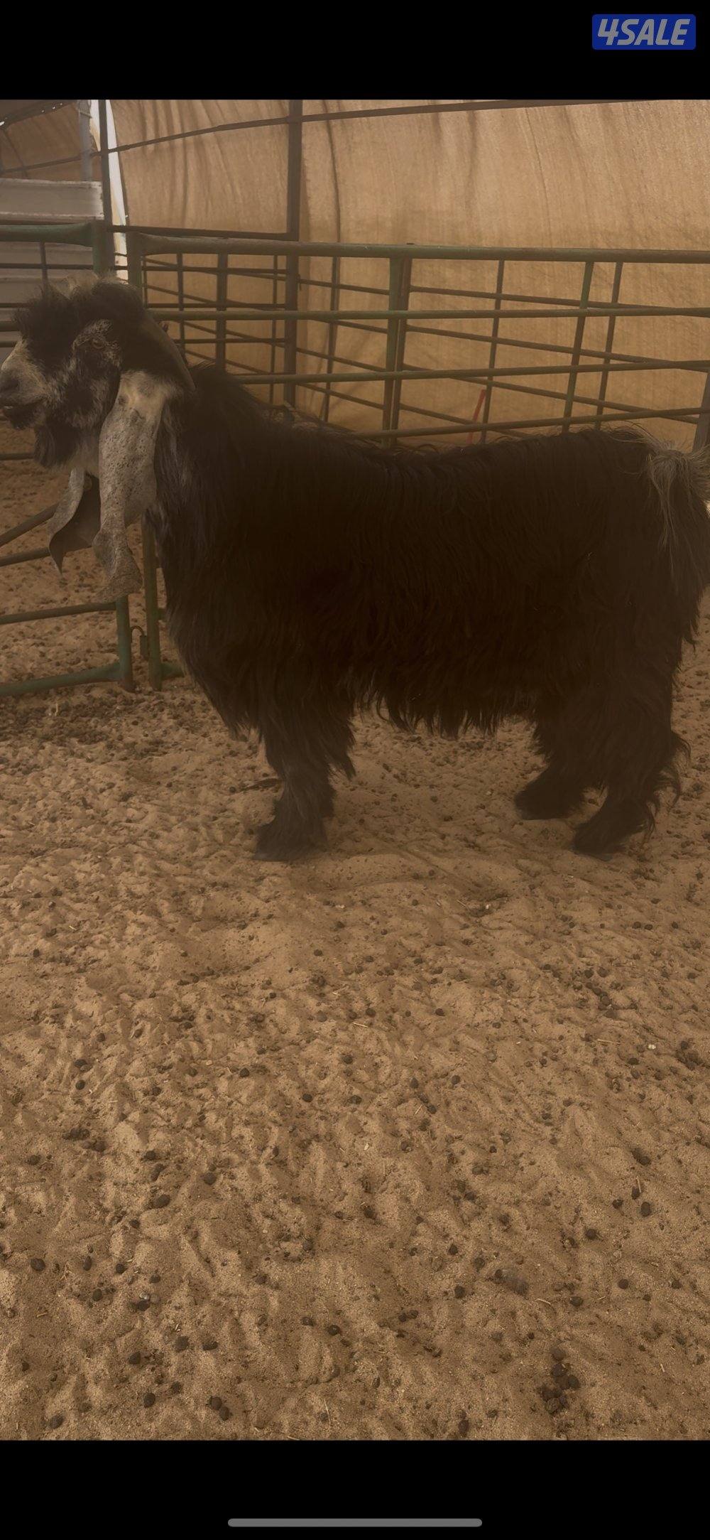 للبيع فحل كفو عارضي معرف1