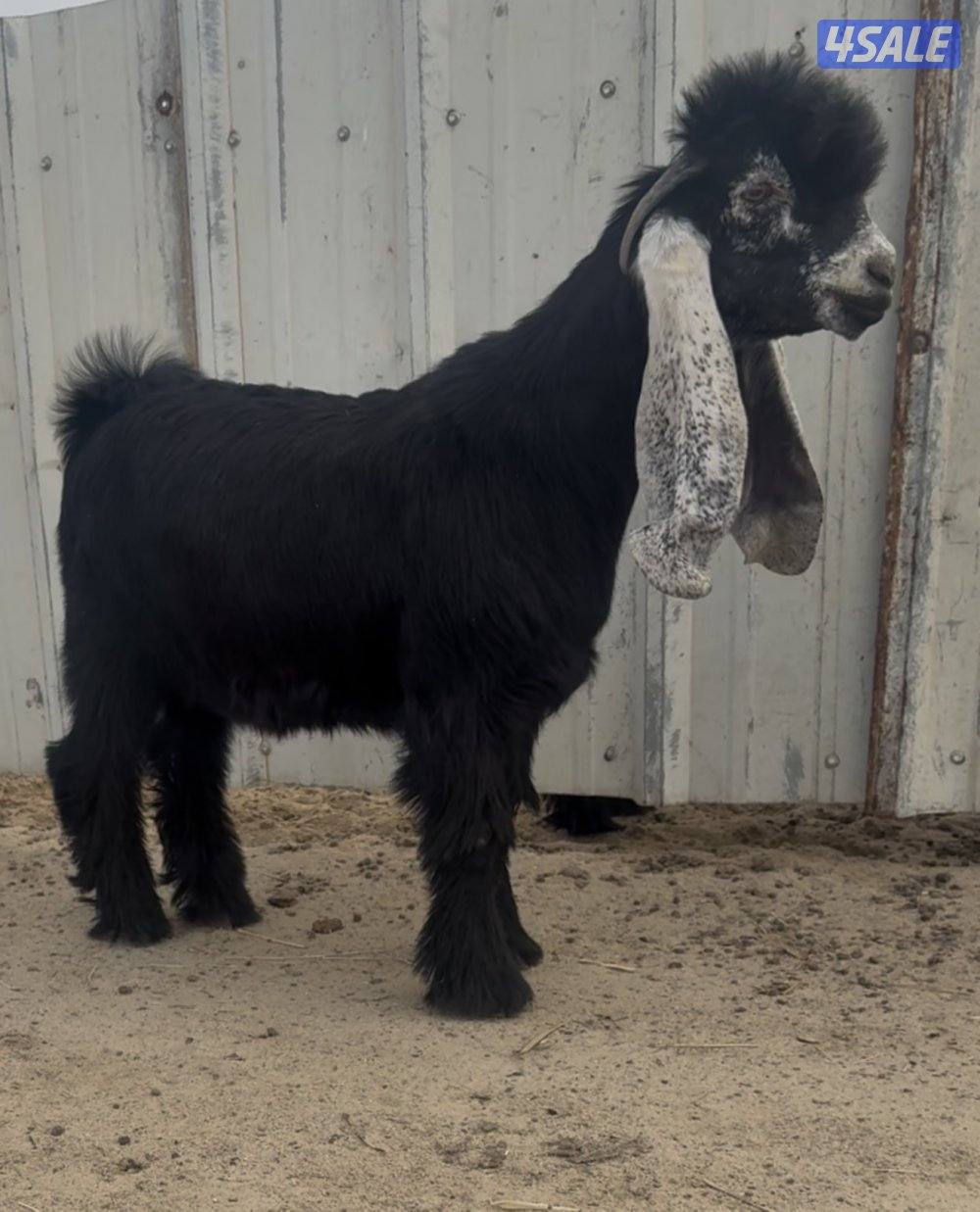 للبيع جفر صعب شكل ومعمق0