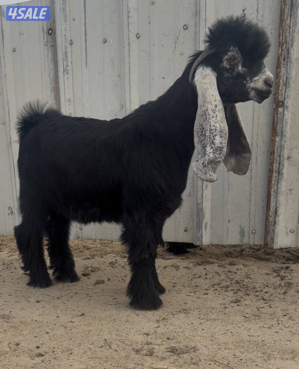 للبيع جفر صعب شكل ومعمق2