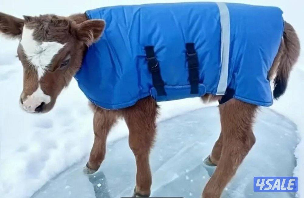 جلال للتدفئة للمواشي للطليان والمعزا3