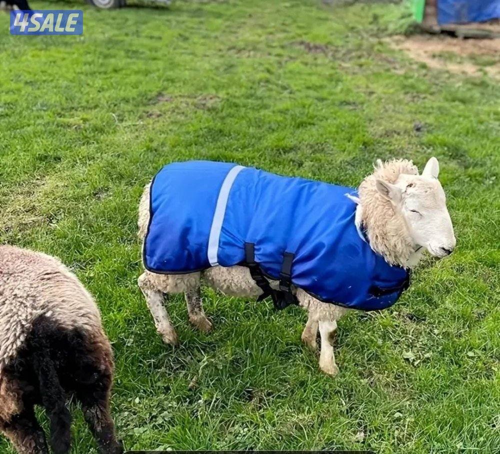 جلال للتدفئة للمواشي للطليان والمعزا2