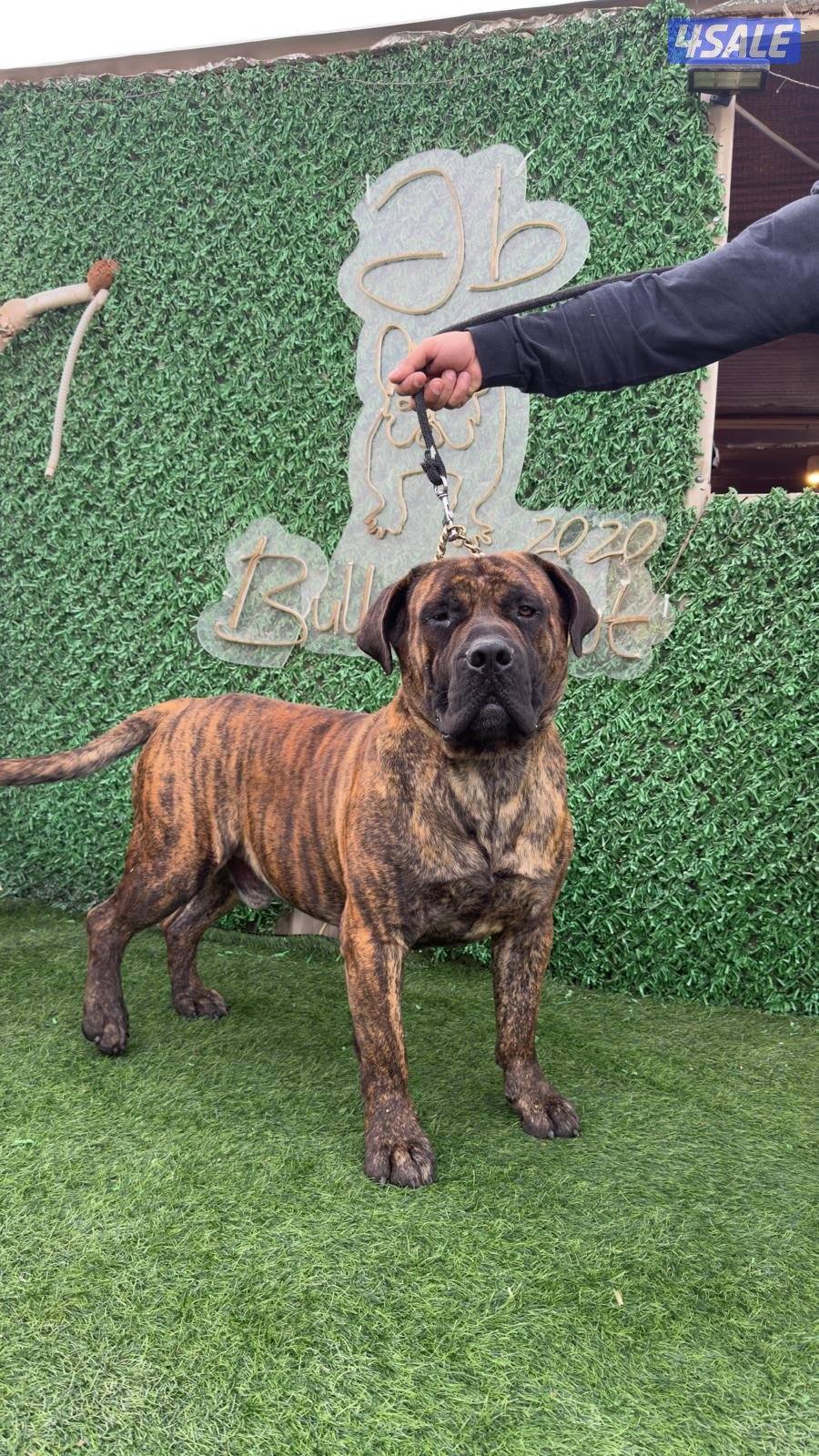 African Mastiff (Boerboel) ذكر برندل العمر سنتين مدرب طاعه (Friendly)0