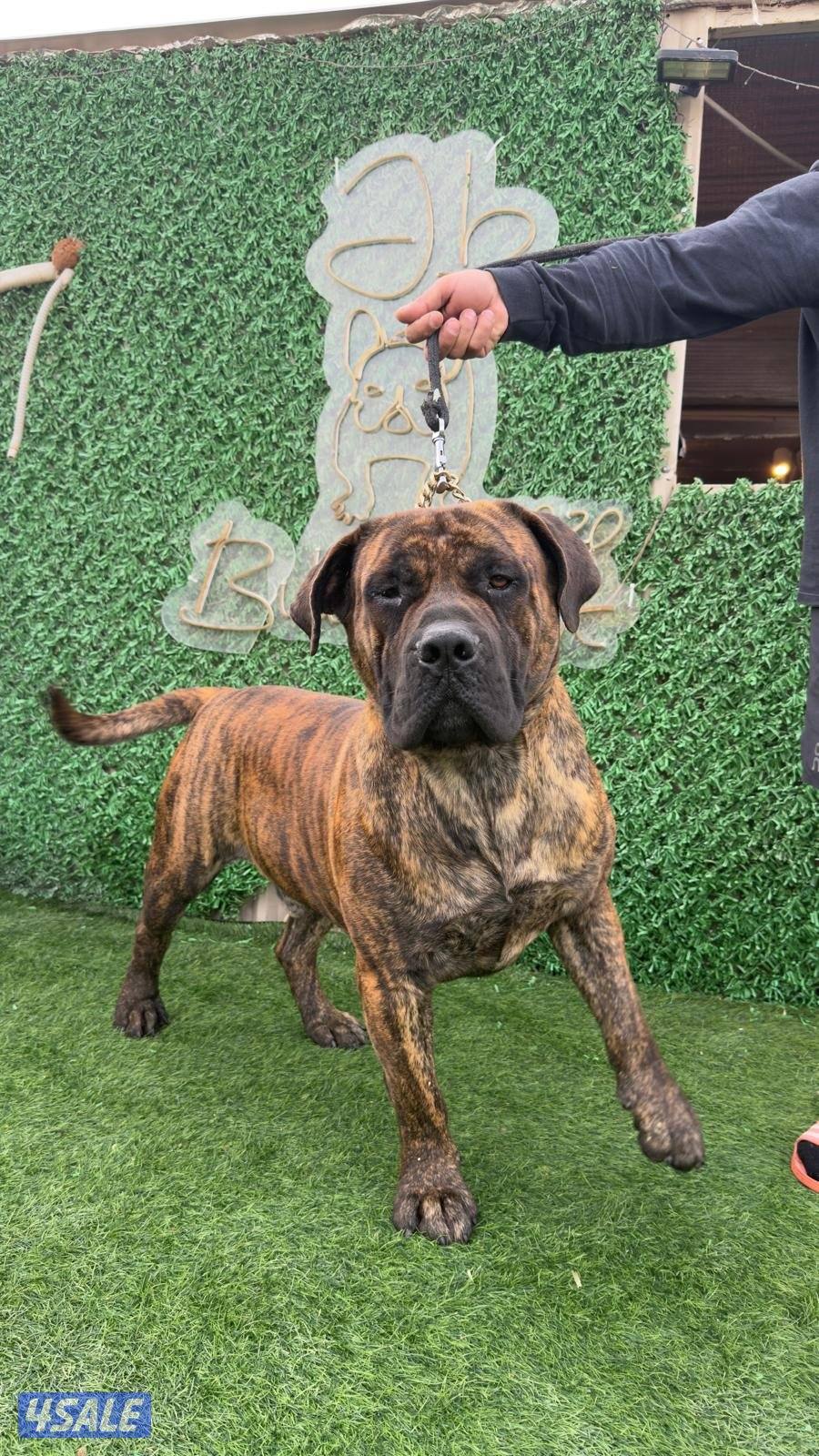 African Mastiff (Boerboel) ذكر برندل العمر سنتين مدرب طاعه (Friendly)1