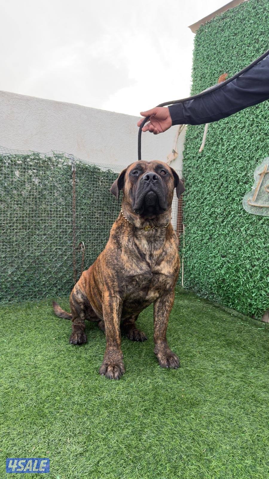 African Mastiff (Boerboel) ذكر برندل العمر سنتين مدرب طاعه (Friendly)2
