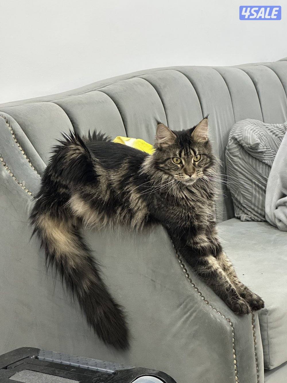 للبيع قطوه ماين كون عمرها سنتين0