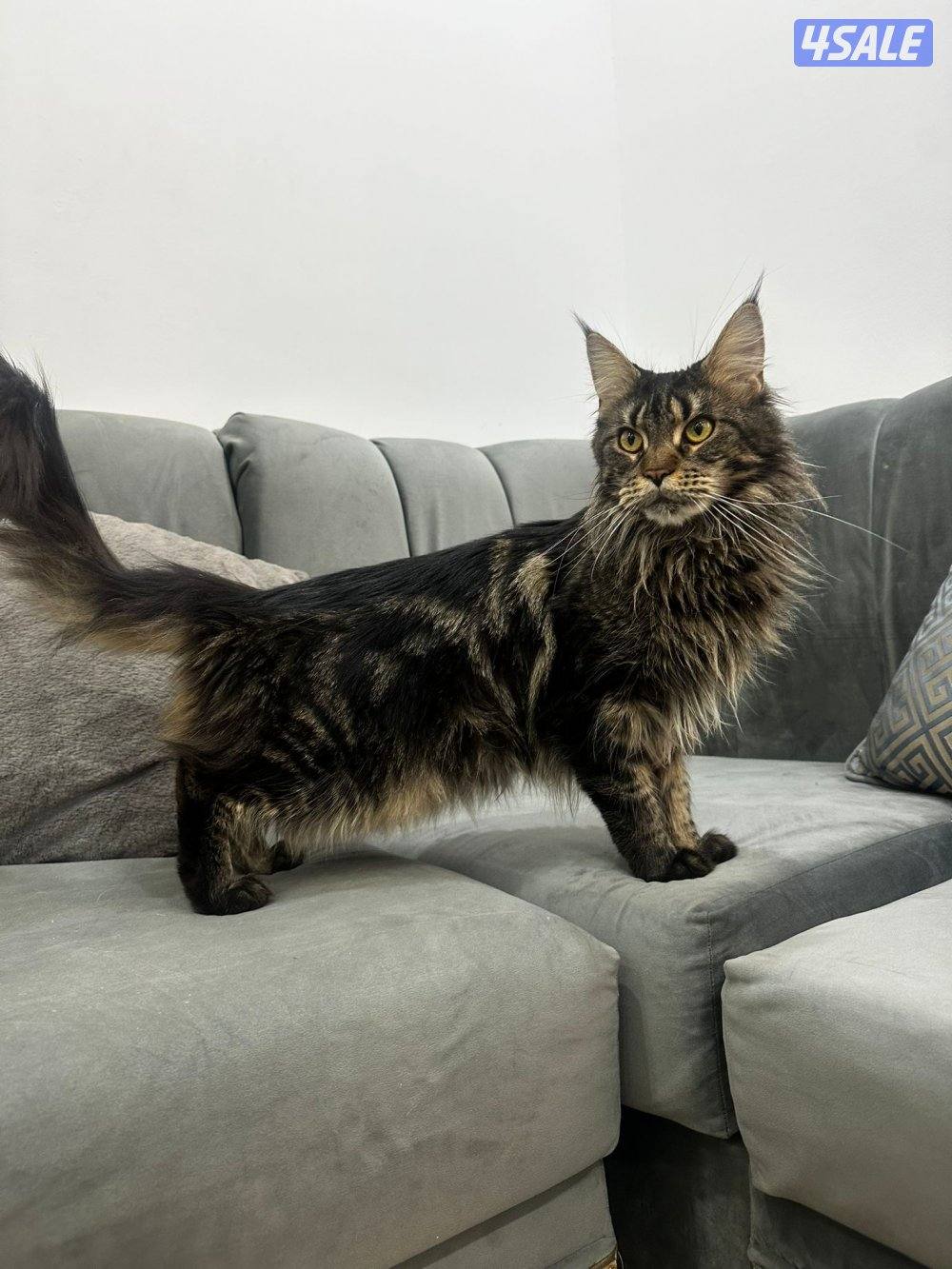 للبيع قطوه ماين كون عمرها سنتين2