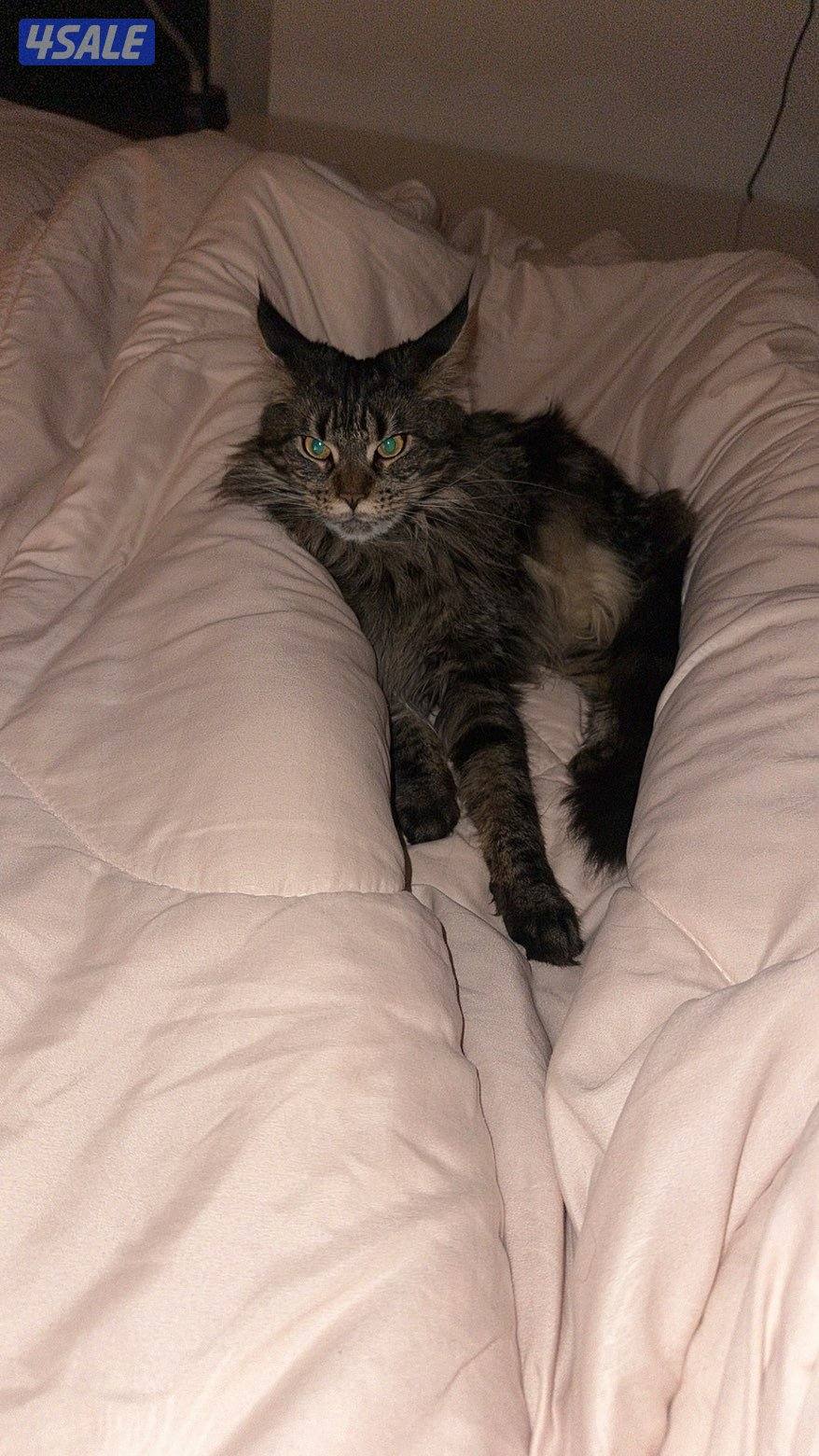 للبيع قطوه ماين كون عمرها سنتين1