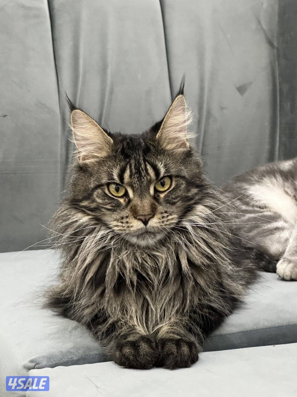 للبيع قطوه ماين كون عمرها سنتين3