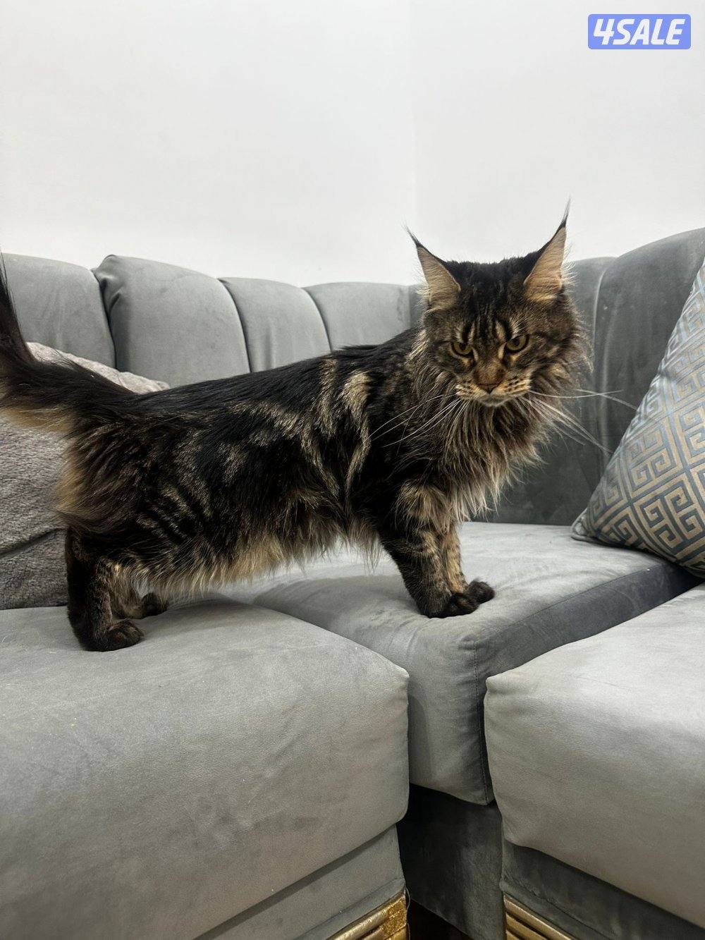 للبيع قطوه ماين كون عمرها سنتين4